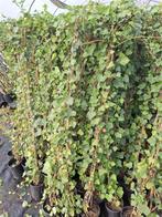 aanbieding hedera 150cm gestokt, Ophalen, Vaste plant, Bloeit niet, Halfschaduw
