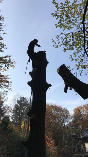 Aks Boomverzorging boom verwijdering(06-11594991) beschikbaar voor biedingen