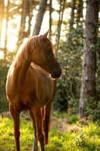Knappe en lieve Arabisch Volbloed ruin zoekt nieuw huisje, Dieren en Toebehoren, Pony's, E pony (1.48m - 1.57m), Gechipt, Ruin