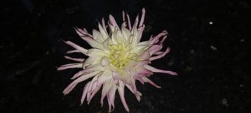 Cactusdahlia creme kleurig met diep rozeuiteinde2 euro p.st. beschikbaar voor biedingen
