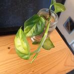 Epipremnum global green stek nr 20, Ophalen of Verzenden, Halfschaduw, Minder dan 100 cm