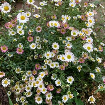 Mexicaans madeliefje | Erigeron karvinskianus | bio beschikbaar voor biedingen
