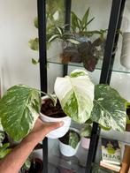 Monstera albo variegata, Huis en Inrichting, Overige soorten, In pot, Minder dan 100 cm, Groene kamerplant