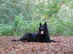 Gezocht jonge Oudduitse herder, Dieren en Toebehoren, Rabiës (hondsdolheid), 15 weken tot 1 jaar, Reu, Eén hond