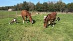 Weide voor shetlanders en pony’s hengsten en ruinen, Dieren en Toebehoren, Stalling en Weidegang, Weidegang, 4 paarden of pony's of meer