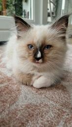 Prachtig kitten siberische kat /pers x ragdoll, Dieren en Toebehoren, Meerdere dieren