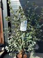 Mooie volle eucalyptus boom 110 cm, Tuin en Terras, Ophalen of Verzenden, Overige soorten, 100 tot 250 cm