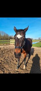 Human and Horse hoofdstel/kaptoom full, Dieren en Toebehoren, Paarden en Pony's | Hoofdstellen en Tuigage, Ophalen of Verzenden