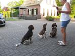 heidewachtel pup, Dieren en Toebehoren, Honden | Retrievers, Spaniëls en Waterhonden, Overige rassen, CDV (hondenziekte), 8 tot 15 weken