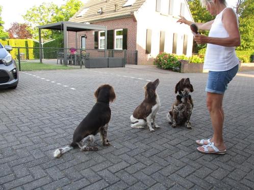 heidewachtel pup, Dieren en Toebehoren, Honden | Retrievers, Spaniëls en Waterhonden, Teef, Overige rassen, Particulier, Meerdere