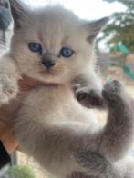 Britse Korthaar lilac point kittens, Dieren en Toebehoren, Katten en Kittens | Raskatten | Korthaar, Meerdere dieren, Gechipt
