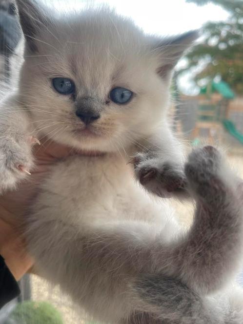 Britse Korthaar lilac point kittens, Dieren en Toebehoren, Katten en Kittens | Raskatten | Korthaar, Meerdere dieren, 0 tot 2 jaar