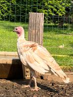Kalkoen haan, Dieren en Toebehoren, Pluimvee, Mannelijk, Kalkoen