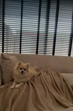 Dwergkees hond, Dieren en Toebehoren, Honden | Chihuahua's en Gezelschapshonden, Overige rassen, 1 tot 2 jaar, Teef, Eén hond