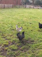 Twee araucana hennen 4 jaar oud, Dieren en Toebehoren, Vrouwelijk, Kip