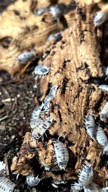 Porcellio laevis “Dairy Cow” ispods/pissebedden per 10 stuks beschikbaar voor biedingen