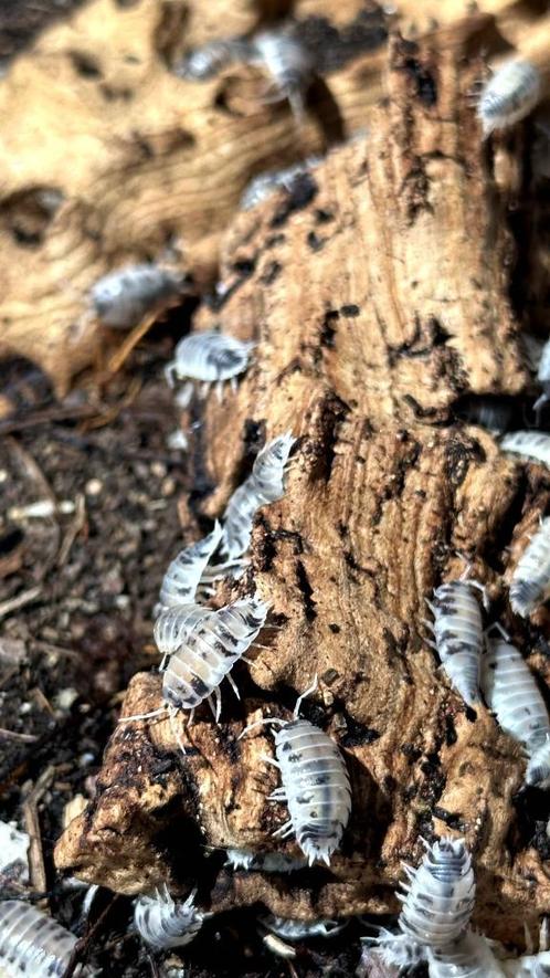 Porcellio laevis “Dairy Cow” ispods/pissebedden per 10 stuks, Dieren en Toebehoren, Insecten en Spinnen, Overige soorten