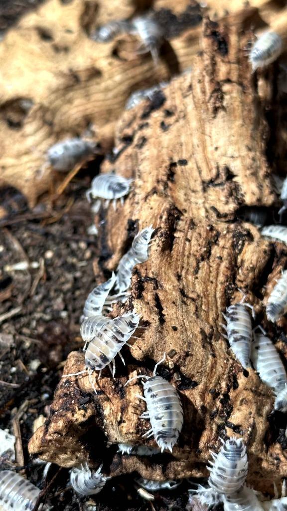 Porcellio laevis “Dairy Cow” ispods/pissebedden per 10 stuks, Dieren en Toebehoren, Insecten en Spinnen, Overige soorten