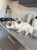 Ragdoll katers, Dieren en Toebehoren, Kater