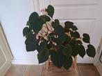 Prachtige begonia,  echte blikvanger, Ophalen, Halfschaduw, Minder dan 100 cm