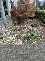 Gratis Zwerfkeien Afhalen, Tuin en Terras, Grind, Keien en Split, Ophalen, Overige materialen, Gebruikt, Kei