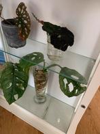 Leuk kasje voor stekjes of planten, Huis en Inrichting, Kamerplanten, Ophalen, Overige soorten, Minder dan 100 cm
