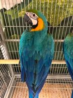 Baby blauwgele ara’s, Dieren en Toebehoren, Vogels | Parkieten en Papegaaien, Meerdere dieren, Papegaai, Pratend