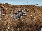 Brachypelma Hamorii Mexicaanse Roodknievogelspin, Dieren en Toebehoren, Insecten en Spinnen, Spin of Schorpioen