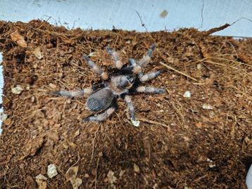 Brachypelma Hamorii Mexicaanse Roodknievogelspin beschikbaar voor biedingen