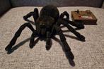 Eztec RC radio control tarantula spin, Ophalen of Verzenden, Gebruikt, Jongen of Meisje