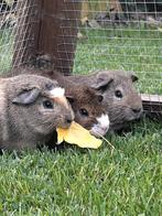 Jonge cavia's, Dieren en Toebehoren, Knaagdieren, Cavia, Mannelijk, Tam, September