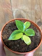 Philodendron imperial green aurea lemon variegata lime, Huis en Inrichting, Kamerplanten, Ophalen of Verzenden, Overige soorten