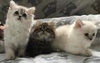 Prachtige ragdoll kittens, Dieren en Toebehoren, Meerdere dieren, Ontwormd, 0 tot 2 jaar