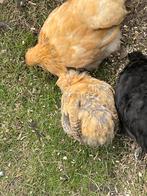 Cochin kuikens, Dieren en Toebehoren, Pluimvee, Mannelijk, Kip