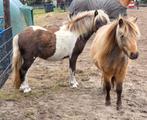 Verzorger gezocht voor 2 mini paarden, Dieren en Toebehoren, Stalling en Weidegang