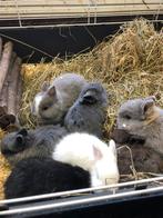 Lieve jonge konijntjes. Loffelohr dwergjes. Korte oortjes., Mannelijk, Klein, 0 tot 2 jaar