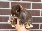 Lieve hangoor dwergkonijnen,  gekoppeld en gecastreerd!, Dieren en Toebehoren, Konijnen, Meerdere dieren, Dwerg, Hangoor