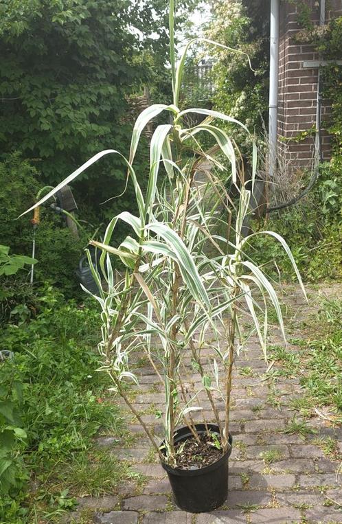 Tuin = Siergras - Arundo Donax ‘Variegata’ - Reuzenriet, Tuin en Terras, Planten | Tuinplanten, Vaste plant, Siergrassen, Volle zon