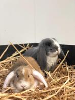 Lieve dwergkonijnen | Ruime keus, ingeënt en passend advies!, Dieren en Toebehoren, Konijnen, Meerdere dieren, Groot, 0 tot 2 jaar