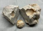 Zee-egels Maastrichtien vuursteen-eluvium Krijt, Verzamelen, Mineralen en Fossielen, Ophalen of Verzenden, Fossiel