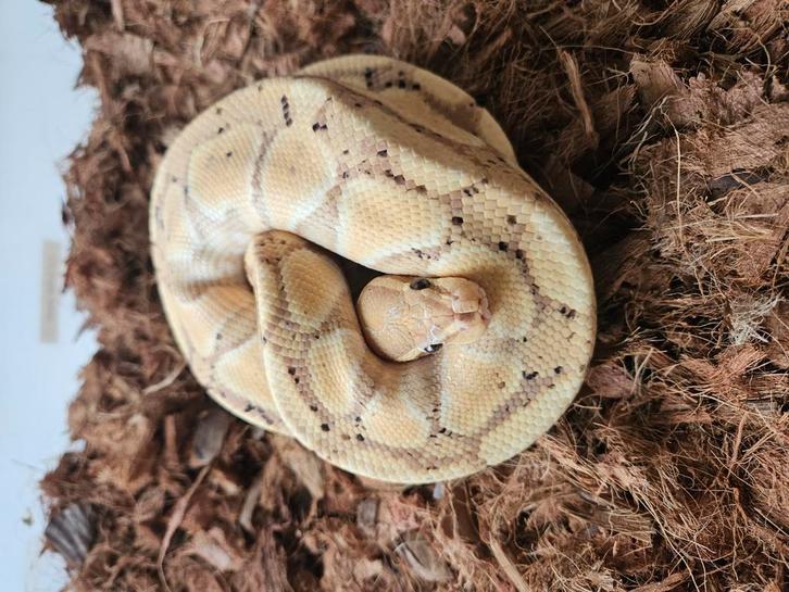 Koningspythons, ballpython