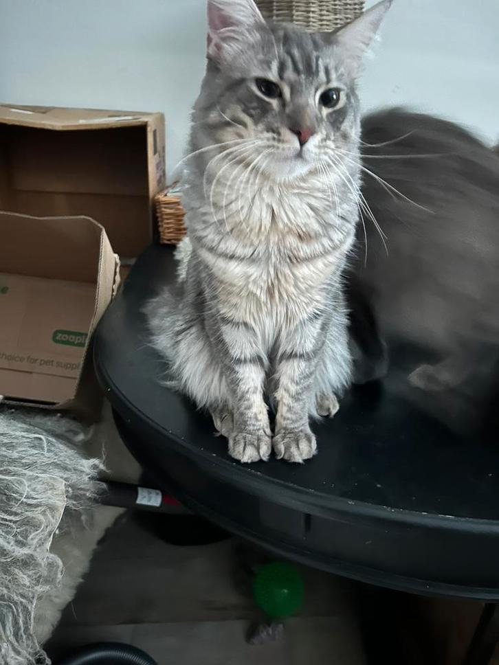 Maine Coon Dekkaters Milo en Mexx., Dieren en Toebehoren, Katten en Kittens | Dekkaters