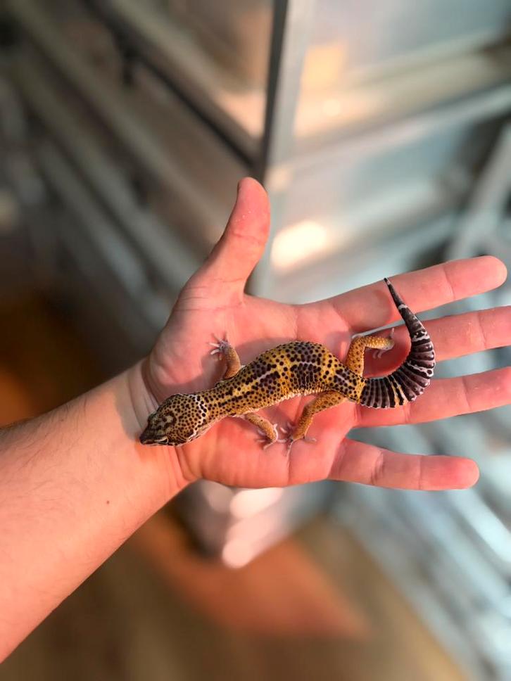 1.0 pure black night luipaardgekko, Dieren en Toebehoren, Reptielen en Amfibieën, Hagedis, 0 tot 2 jaar