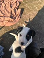 4 lieve Boerenfox puppy’s, Dieren en Toebehoren, Honden | Jack Russells en Terriërs, Overige rassen, 8 tot 15 weken, Meerdere