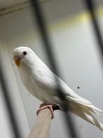 Jonge grasparkieten, Meerdere dieren, Parkiet