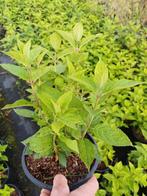 Hydrangea paniculata Limelight - pluim hortensia, Tuin en Terras, Ophalen, Hortensia, Struik, 100 tot 250 cm