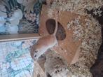 Gerbil, Dieren en Toebehoren, Januari, Mannelijk, Overige typen