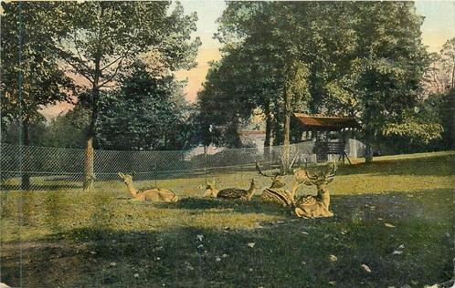(381-252-047) Nijmegen Kronenburgerpark, Verzamelen, Ansichtkaarten | Nederland, Gelderland, Verzenden