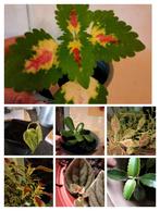 Allerlei stekjes kamerplant, coleus, mother of thousand, Ophalen of Verzenden, Overige soorten, Minder dan 100 cm