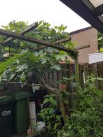 Vijgen boom, Ophalen, Minder dan 100 cm, Vijgenboom